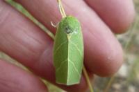 Bena bicolorana