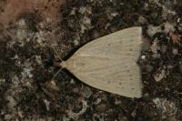 Macrochilo cribrumalis