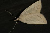 Macrochilo cribrumalis