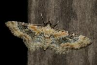 Eupithecia pulchellata