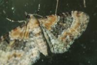 Eupithecia pulchellata