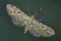 Eupithecia millefoliata