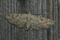 Eupithecia millefoliata