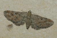 Eupithecia millefoliata