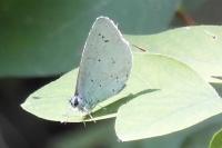 Celastrina argiolus