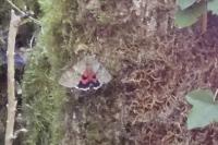 Catocala nupta