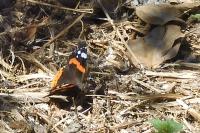 Vanessa atalanta
