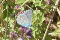 Polyommatus icarus
