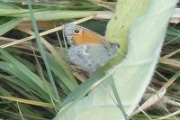 Coenonympha pamphilus