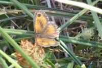 Pyronia tithonus