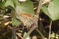 Maniola jurtina