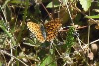 Boloria dia
