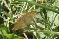 Sitochroa verticalis