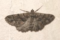 Peribatodes ilicaria