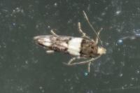 Recurvaria leucatella
