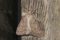Pachycnemia hippocastanaria