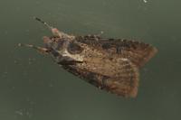 Peridroma saucia