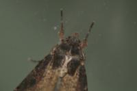 Peridroma saucia