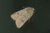 Caradrina kadenii