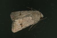 Caradrina kadenii