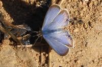 Lampides boeticus