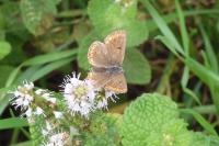 Aricia agestis