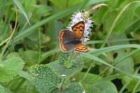 Lycaena phlaeas