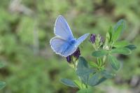 Polyommatus icarus