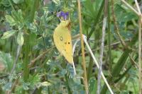 Colias crocea