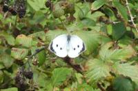 Pieris brassicae