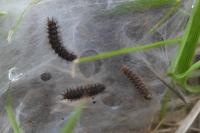 Melitaea cinxia