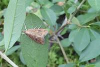 Udea ferrugalis
