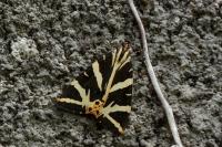Euplagia quadripunctaria