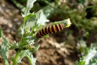 Tyria jacobaeae