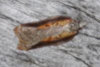 Acleris cristana