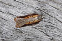 Acleris cristana