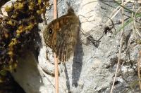 Lasiommata megera
