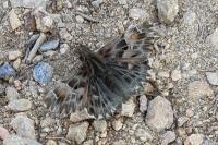 Carcharodus alceae