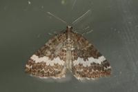 Perizoma affinitata