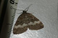 Perizoma affinitata