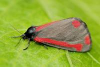 Tyria jacobaeae