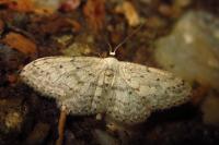 Idaea seriata
