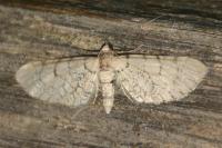 Eupithecia venosata