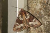 Mesapamea secalis