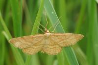 Idaea ochrata