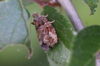 Eudemis profundana