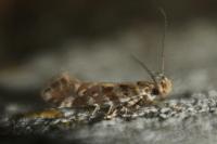 Aristotelia decoratella