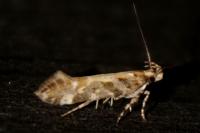 Aristotelia decoratella