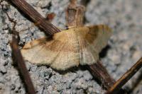 Idaea degeneraria