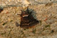 Poecilocampa populi